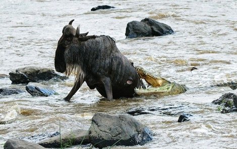 Pakůň se ještě snaží uniknout, ale výsledek boje je předem jasný.