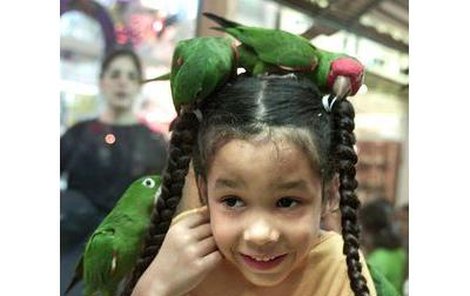 Papoušci se v jeruzalémské prodejně zvířat pokoušejí rozplést copy šestileté Američanky Marniny Colby z Virginie.