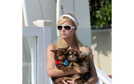 Paris Hilton a tři z jejích jedenácti psíčků…