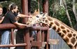 Pavel Zuna si v Africe nejvíc oblíbil žirafy.
