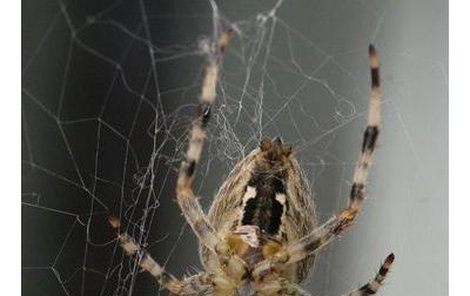Pavouci se ve velkém rozlezli po celé republice, jejich sítě trápí lidi na řadě míst.