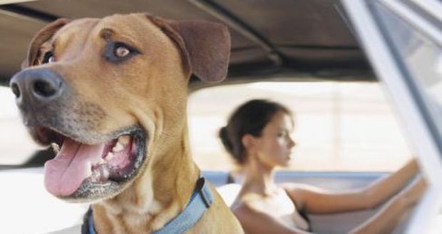 Pirát silnic: Pes přejel pána jeho autem