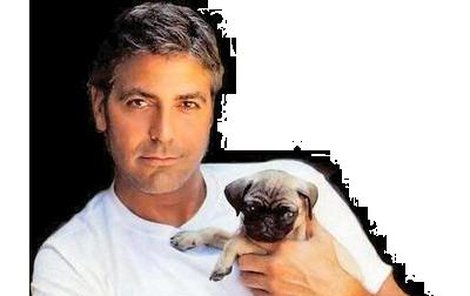 Pes je asi to jediné, o co je ochoten se George Clooney postarat.