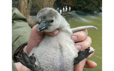 Plzeňská zoo zažívá babyboom tučňáků.