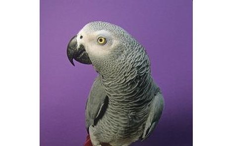 Po majiteli Čuka, který patří mezi ohrožený druh papouška, pracovníci útulku stále podle oﬁciálního kroužku na nožce pátrají. 