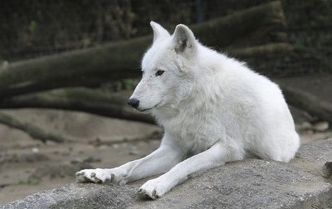 Podle mluvčí zoo Hany Labské jsou kanadští vlci z dobrodružství ještě trochu vyplašení, ale v pořádku.