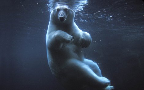 Podle výsledků bádání se lední medvěd dokáže potopit do hloubky až 6 metrů.