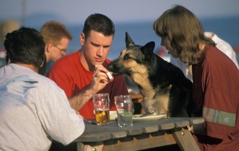 Pokud krmíme psa pochoutkami, které má rád člověk, může to pejska klidně zabít.
