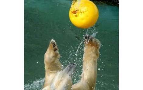 Pozor, smeč! Ve vodě si medvědi s míčem rozhodně rozumějí.