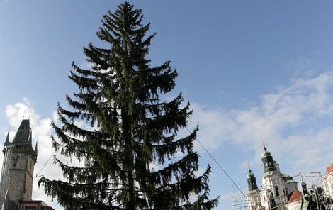 Praha: Osmdesát let starý a 22 metrů vysoký smrk je vůbec největší vánoční ozdobou v republice.