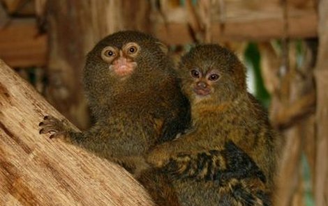 Prckům je nejlépe na zádech rodičů, kosmani jsou nejmenší opice světa.