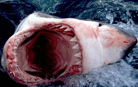 Při střetu se žralokem bílým nemá člověk šanci na záchranu
