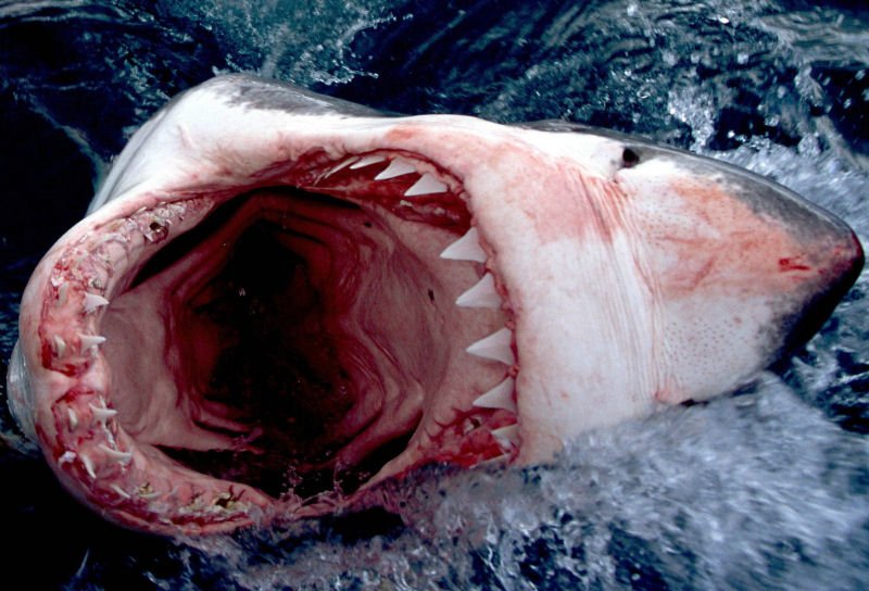 Při střetu se žralokem bílým nemá člověk šanci na záchranu