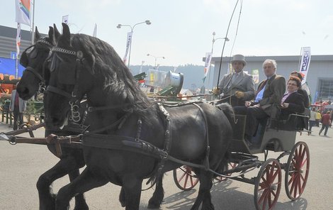 Princ Wolfgang přijíždí na brněnské výstaviště na mysliveckou výstavu.