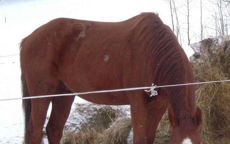 Průměrný kůň: Váha: 500 – 600 kilo. Výška: 1,60 – 1,80 m. Sežere: za den 10 – 15 kg sena, 6 kilo obilí. Vypije: 20 – 40 litrů vody. Velikost ustájení: 3,5krát 3,5 metru.