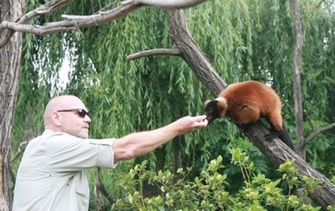 První variové se v pražské zoo objevili v r. 1993. Jejich původní domovinou je Madagaskar a patří k ohroženým druhům. Marka Vašuta na svém pražském ostrově přivítali s nadšením.