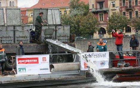 Pstruhy do Vltavy vypouštějí rybáři už třetím rokem.