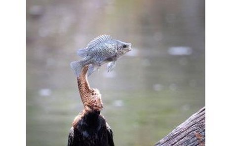 Pták s tváří ryby? Ne, jen příliš velká kořist. „Jak jen tu rybu dostanu do bříška?“