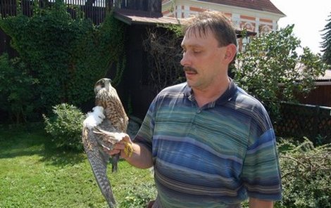Radim Maloušek drží zraněného sokola a doufá, že se podaří vrátit ptáka do přírody.