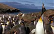 Roztomilým tučňákům hrozí v brzké době vyhynutí. Spíše než tuleni za to ale mohou lidé.