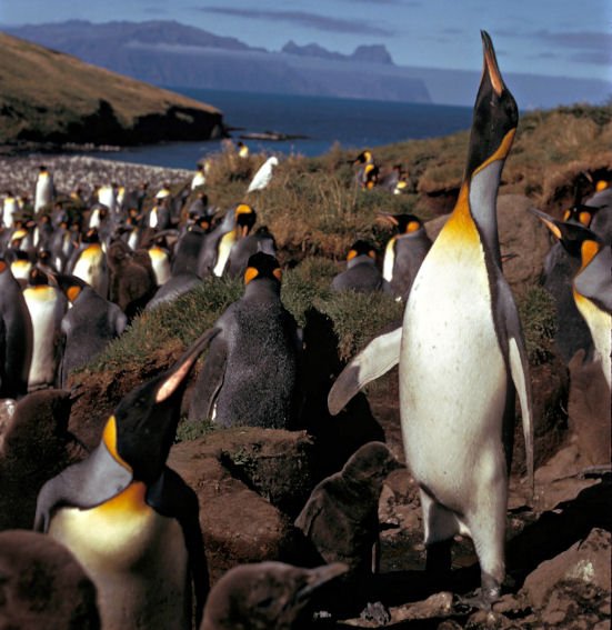 Roztomilým tučňákům hrozí v brzké době vyhynutí.