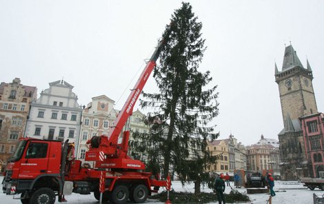 S demontáží letošního vánočního stromu se začalo již v osm hodin ráno. Jeřáb musel strom nejdříve nadzvednout.