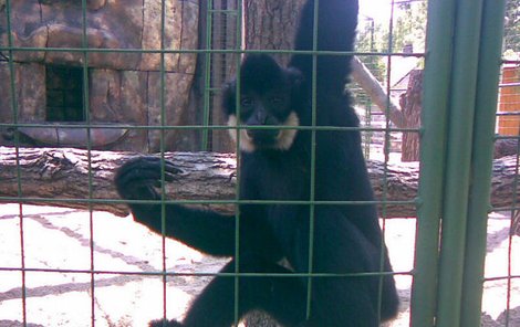 S gibbony v zoo v Chlebech si není radno zahrávat.