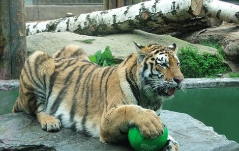 S několikakilovými koulemi si tygři nadšeně pohrávali jako s ping-pongovými míčky.
