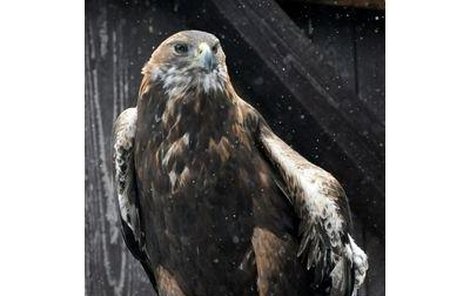 samice orla skalního Dina