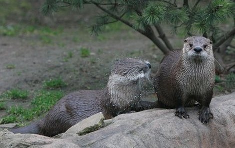 Samička vydry severoamerické přicestovala do Prahy od chovatele z Louisiany a sameček ze zoo v Basileji. Mají se moc rádi, ale do založení rodinky se zatím nehrnou. 