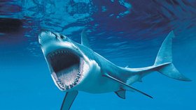 Se žralokem bílým si neradno hrát na schovávanou. Jakmile si žralok vyhlédne oběť, zaútočí na ni zespodu. Pravděpodobnost, že vás napadne, je přesto třicetkrát menší, než že do vás uhodí blesk.