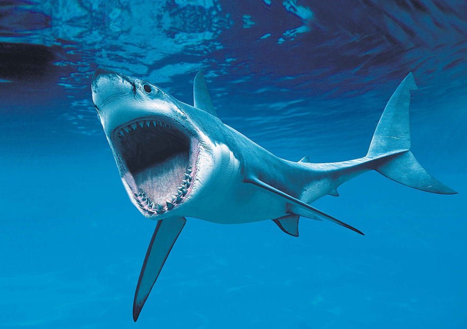 Se žralokem bílým si neradno hrát na schovávanou (ilustrační foto)