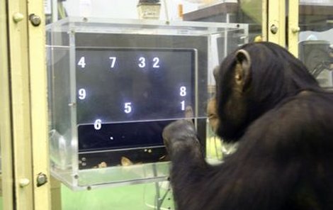Šimpanz si dokázal zapamatovat čísla, i když se objevila jen na zlomek vteřiny.