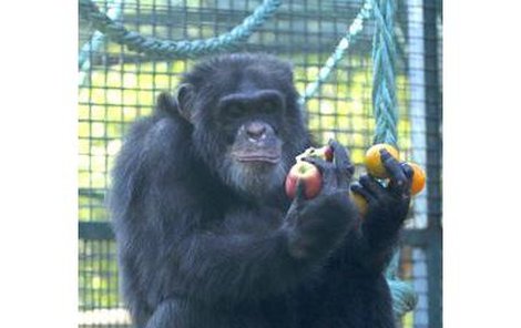 Šimpanzům se v hodonínské zoo daří.