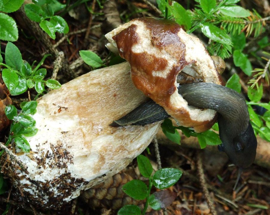 Slimákům chutnají i houby.