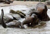 V Thajsku otevřou sloní domov důchodců