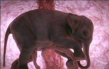Zázrak zrození života - Embrya slona, delfína, psa a člověka