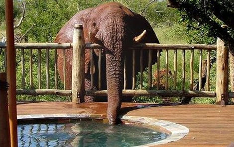 Slonice si denně »načepuje« 200 litrů vody z vířivky.