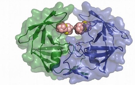 Sloučenina boru, vodíku, uhlíku a kobaltu nabourává modro-zelenou bílkovinu viru HIV, díky níž se virus může množit