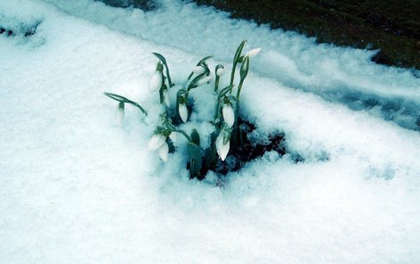 Sněženky patří mezi posly jara!