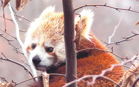 Snímek pandy červené vyhrál fotograﬁckou soutěž návštěvníků liberecké zoo.