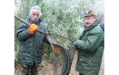 Sumec Drahouš dal rybářům v plzeňské zoo pořádně zabrat. Aby ne, pětadvacetikilový kousek se neváží každý den.