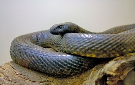 Taipan patří mezi nejjedovatější hady na světě!