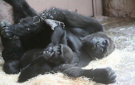 Takhle se má trávit neděle, ukazovaly gorily návštěvníkům.