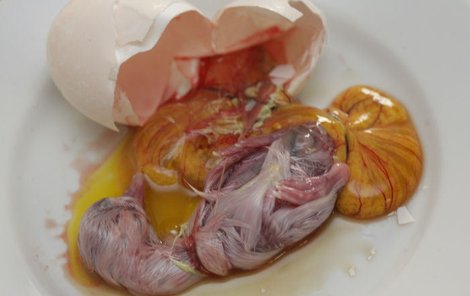 Takhle vypadá »čerstvé« kachní vejce po rozklepnutí. 