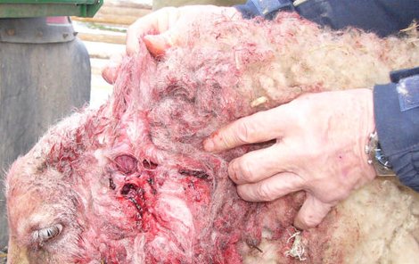 Těžce zraněnou ovci musel veterinář nakonec utratit