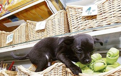 Tohle je psí ráj. Zatímco páníčci nakupují v nedalekém nákupním centru, pejsci zatím spokojeně ochutnávají nejrůznější laskominy.