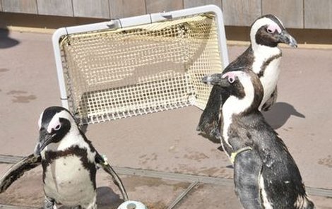 Tučňáci podporují Dánsko!