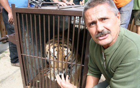 Tygra Amura uklidňoval i samotný ředitel zoo Josef Frais.