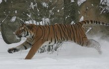 Zvířata v zoo: Kalamita? Ta nám vůbec nevadí! Ve sněhu si lebedíme!